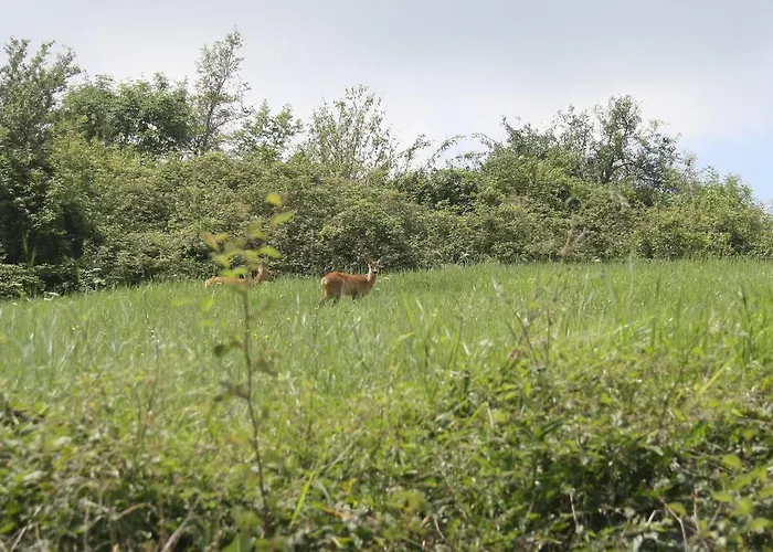 卡莫拉尼奥卡住宿加早餐旅馆 3* 帕武洛内尔夫里尼亚诺