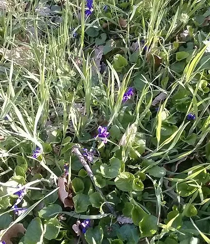 卡莫拉尼奥卡住宿加早餐旅馆 帕武洛内尔夫里尼亚诺