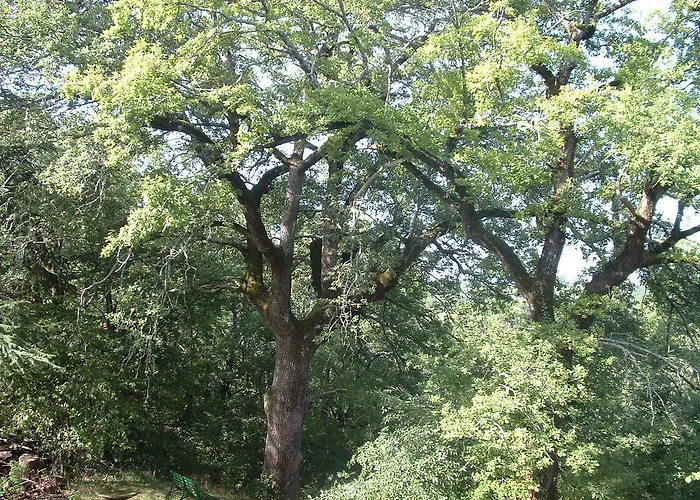 住宿加早餐酒店 卡莫拉尼奥卡住宿加早餐旅馆 3*