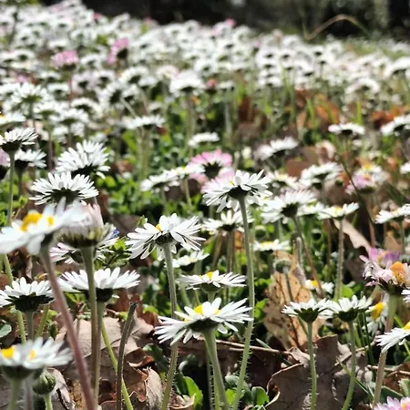 Ca' Morano Bed & Breakfast