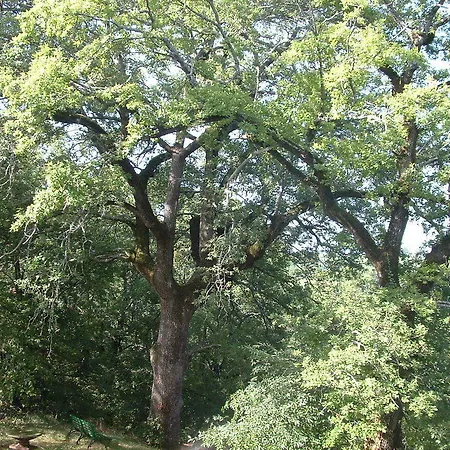 Bed & Breakfast Ca' Morano 3*