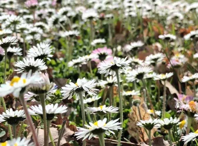 Ca' Morano Bed & Breakfast